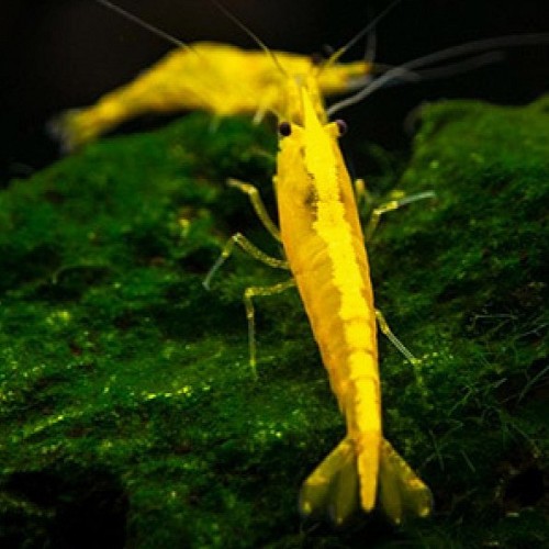 Caridina sp.   Yellow gold garnaal